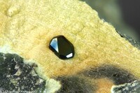 Italien/Emilia-Romagna, Region/Parma, Provinz/Varsi/La Pianazza