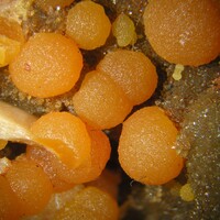 Deutschland/Baden-Württemberg/Freiburg, Bezirk/Breisgau-Hochschwarzwald, Landkreis/Badenweiler, Gemeinde/Quarzriff