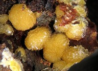 Frankreich/Grand Est, Région/Haut-Rhin, Département/Colmar-Ribeauvillé, Arrondissement/Lapoutroie, Gemeinde/Bluttenberg