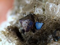 Deutschland/Rheinland-Pfalz/Mayen-Koblenz-Kreis/Mendig, Verbandsgemeinde/In den Dellen (Grube Zieglowski)