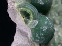 USA/Arkansas/Garland County/Avant/Dug Hill