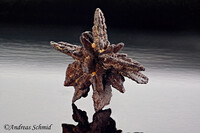 Ägypten/Al-Wadi al-dschadid, Gouvernement/Qasr el-Farafra (Qasr al Farafirah)/Oase Farafirah