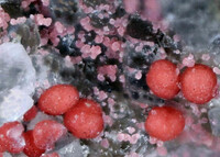 Deutschland/Thüringen/Saalfeld-Rudolstadt, Landkreis/Kamsdorf/Roter Berg/Neidhammel