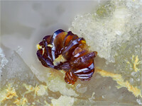 Deutschland/Hessen/Darmstadt, Bezirk/Bergstraße, Landkreis/Lautertal/Reichenbach/Borstein/Fundpunkt 8.0