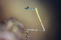 Deutschland/Nordrhein-Westfalen/Arnsberg, Bezirk/Märkischer Kreis/Iserlohn/Letmathe/Genna Zinkhütte