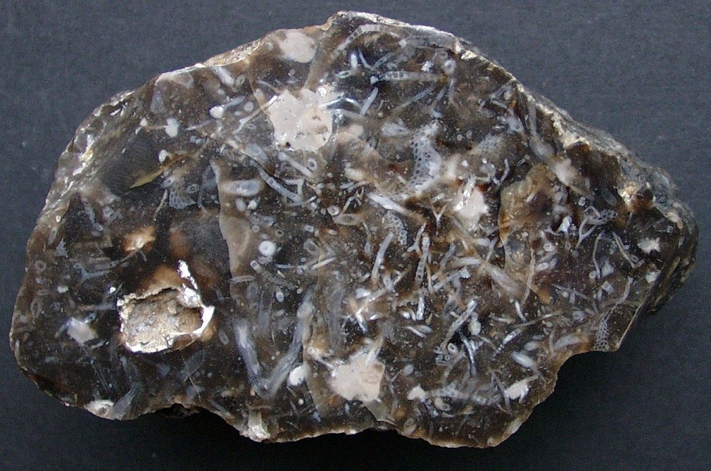 Feuerstein mit Bryozoa (Moostierchen)