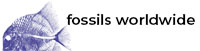 https://fossilsworldwide.de/