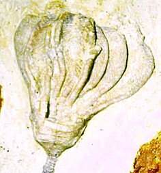 Deutschland/Sachsen-Anhalt/Burgenlandkreis/Unstruttal, Verbandsgemeinde/Freyburg an der Unstrut, Stadtgemeinde/Ehrauberge