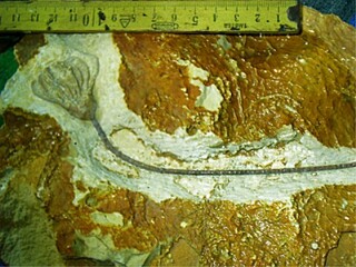 Deutschland/Sachsen-Anhalt/Burgenlandkreis/Lanitz-Hassel-Tal/Möllern/Obermöllern