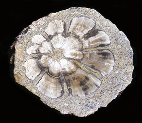 USA/Colorado/Montezuma County/McElmo Creek