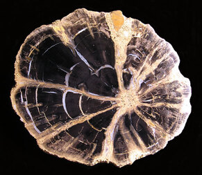 USA/Colorado/Montezuma County/McElmo Creek