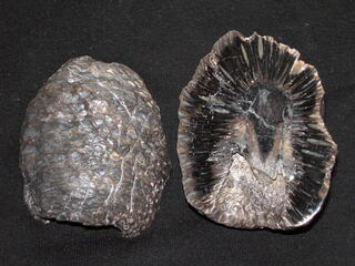 Argentinien/Patagonien/Chubut, Provinz