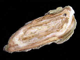 USA/Wyoming/Fremont County/Beaver Rim