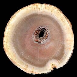 Brasilien/Norden (Região Norte)/Tocantins/Filadélfia, Municipio/Bielandia