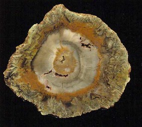 Simbabwe/Midlands, Provinz/Gokwe South, Distrikt/Gokwe Petrified Forest