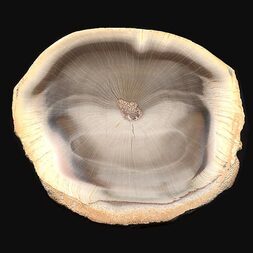 Brasilien/Norden (Região Norte)/Tocantins/Filadélfia, Municipio/Bielandia