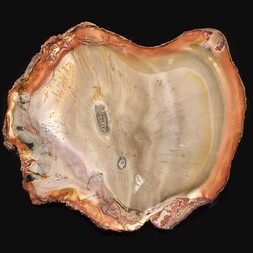 Brasilien/Norden (Região Norte)/Tocantins/Filadélfia, Municipio/Bielandia