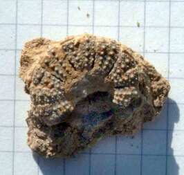 Österreich/Oberösterreich/Schärding, Bezirk/St. Florian am Inn