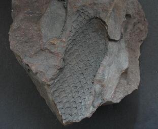 Deutschland/Nordrhein-Westfalen/Köln, Bezirk/Düren, Kreis/Aldenhoven/Emil-Mayrisch Bergehalde