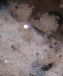 USA/Oregon/Baker County/Durkee/Durkee Fire Opal Mine