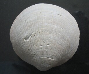 Niederlande/Zeeland, Provinz/De Kaloot