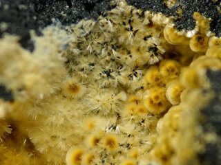 Deutschland/Bayern/Oberpfalz, Bezirk/Neustadt an der Waldnaab, Landkreis/Waidhaus/Hagendorf/Hagendorf-Süd (Grube Cornelia)