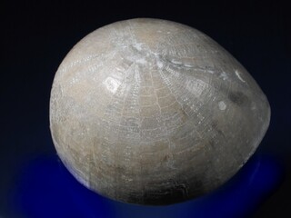 Deutschland/Niedersachsen/Hannover, Region/Sehnde/Höver