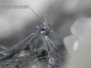 Deutschland/Baden-Württemberg/Freiburg, Bezirk/Breisgau-Hochschwarzwald, Landkreis/Münstertal im Schwarzwald, Gemeinde/St. Trudpert/Münstergrund