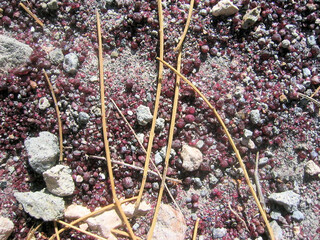 Spanien/Andalusien (Andalucía)/Almería, Provinz/Metropolitana de Almería, Comarca/Níjar, Municipio/El Hoyazo (El Joyazo)/Rambla de las Granatillas