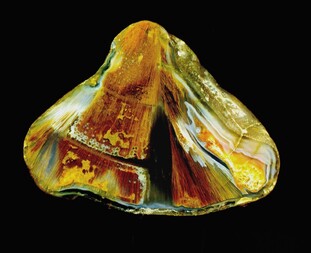 Deutschland/Brandenburg/Oberspreewald-Lausitz, Landkreis/Großräschen/Saalhausen