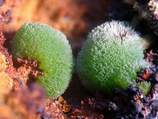 Deutschland/Nordrhein-Westfalen/Düsseldorf, Bezirk/Mettmann, Kreis/Wülfrath, Stadtgemeinde/Rohdenhaus/Steinbruch Rohdenhaus