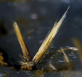 Belgien/Wallonie/Luxemburg (Luxembourg), Provinz/Neufchâteau, Bezirk/Bertrix/Bois de la Haie