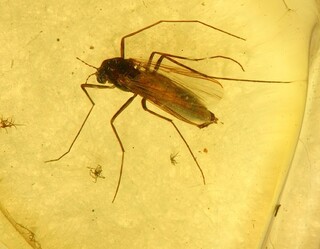 Polen/Pommern (Pomorskie), Woiwodschaft/Danzig (Gdánsk)