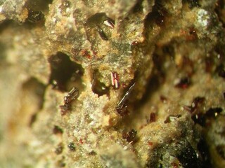 Deutschland/Rheinland-Pfalz/Mayen-Koblenz-Kreis/Pellenz, Verbandsgemeinde/Nickenich/Nickenicher Sattel (Eicher Sattel)