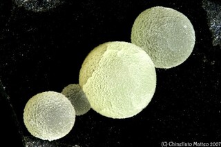 Italien/Latium (Lazio), Region/Viterbo, Provinz/Montalto di Castro/Steinbruch Campomorto