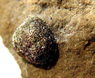 Deutschland/Niedersachsen/Hildesheim, Landkreis/Söhlde/Hoheneggelsen/Tongrube Hoheneggelsen