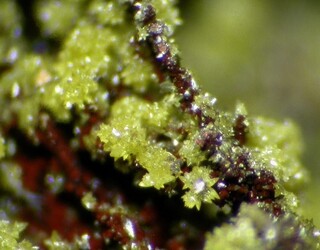 Deutschland/Rheinland-Pfalz/Rhein-Lahn-Kreis/Bad Ems - Nassau, Verbandsgemeinde/Bad Ems/Grube Bergmannstrost