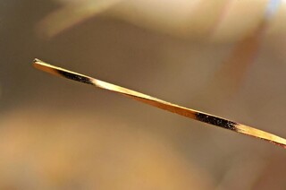 Deutschland/Nordrhein-Westfalen/Arnsberg, Bezirk/Hagen/Steinbruch Donnerkuhle