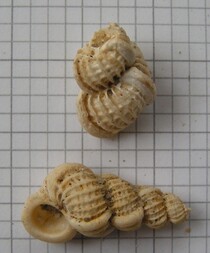 Österreich/Oberösterreich/Schärding, Bezirk/Diersbach