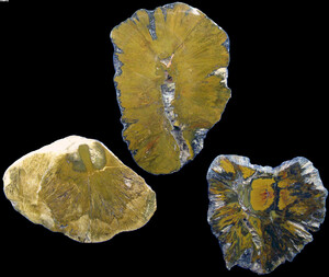 Deutschland/Nordrhein-Westfalen/Niederrhein