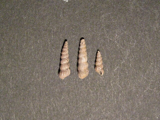 Deutschland/Schleswig-Holstein/Herzogtum Lauenburg, Landkreis/Groß Pampau/Kiesgrube Ohle u. Lau