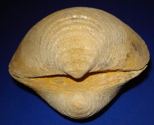 Deutschland/Rheinland-Pfalz/Alzey-Worms, Landkreis/Eckelsheim/Steigerberg