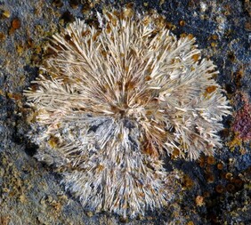 Belgien/Wallonie/Hennegau (Hainaut; Henegouwen), Provinz/Ath, Bezirk/Bernissart/Blaton/Mont-des-Grosseillers