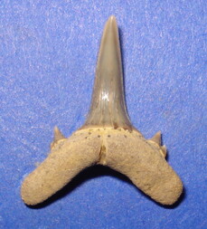 Deutschland/Rheinland-Pfalz/Alzey-Worms, Landkreis/Eckelsheim/Steigerberg