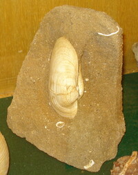 Deutschland/Rheinland-Pfalz/Alzey-Worms, Landkreis/Eckelsheim/Steigerberg