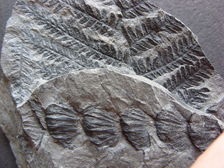 Deutschland/Saarland/Regionalverband Saarbrücken, Landkreis/Quierschied, Gemeinde/Fischbach-Camphausen, Ortsteil/Grube Camphausen/Halde Lydia