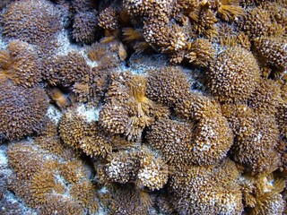 Rumänien/Maramures, Kreis/Cavnic (Kapnikbánya, Kapnik)