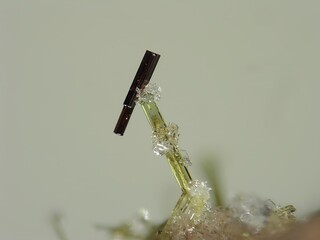 Deutschland/Rheinland-Pfalz/Mayen-Koblenz-Kreis/Vordereifel, Verbandsgemeinde/Ettringen/Bellerberg/Ettringer Bellerberg (Stbr. Caspar)