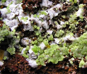 Mexiko/Durango, Estado/Mapimí, Municipio/Mapimí/Ojuela Mine