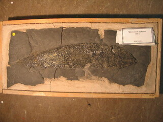 Deutschland/Baden-Württemberg/Stuttgart, Bezirk/Esslingen, Landkreis/Holzmaden